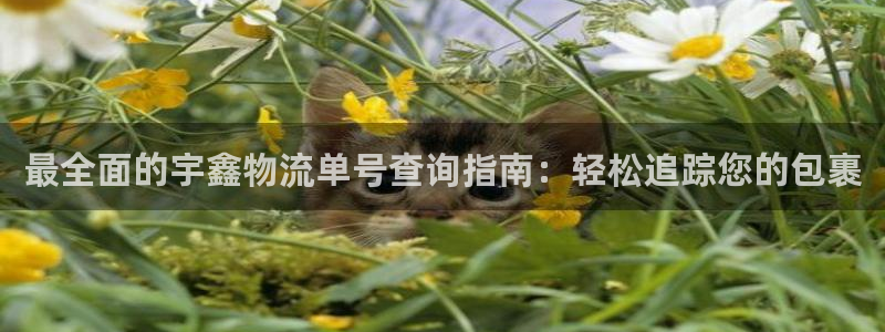 28圈注册链接教程：最全面的宇鑫物流