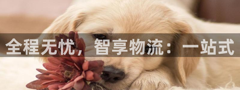 28圈机器人是什么软件:全程无忧,智